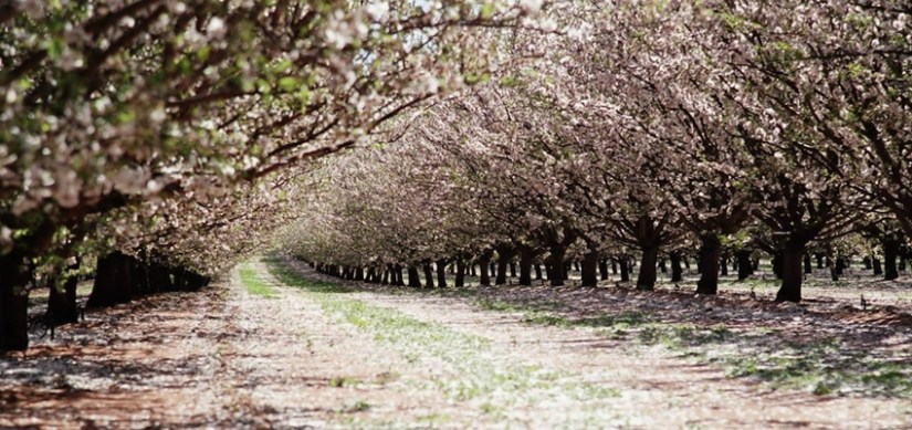 almondharvest